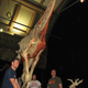 Image for article titled This is what a skinless elephant and a shark made out of blood vessels look like